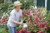 Drucksprühgerät Rose Star Drucksprühgerät Rose Star